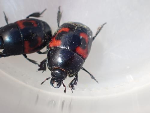 Hister quadrimaculatus